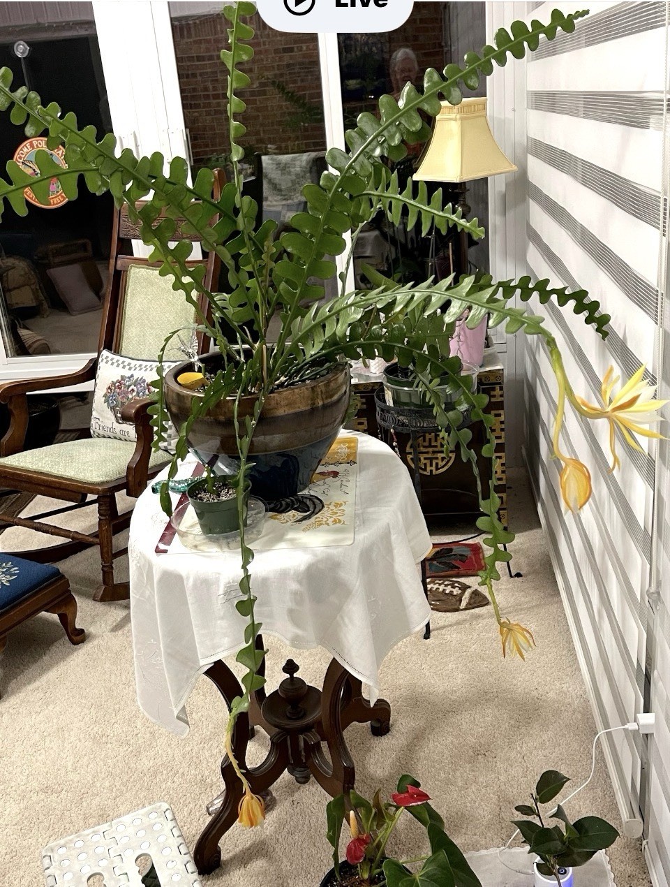 🌿 FISHBONE STARTER PLANT Famous for deeply lobed, zig-zag stems BLOOMS YELLOW🪴