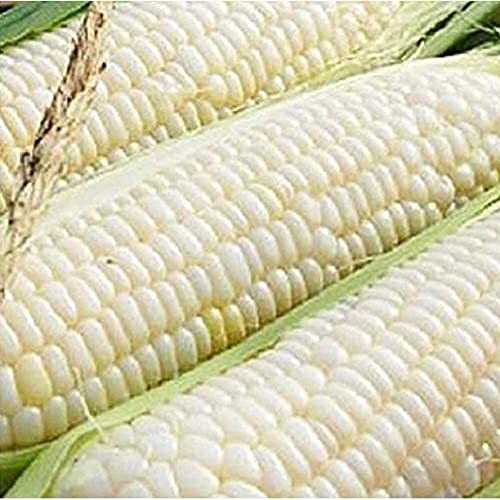 Ohio Heirloom Silver Queen Sweet Corn Seeds – Planting Excellence with 50+ Premi