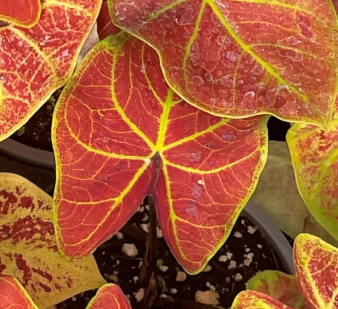 AUTHENTIC Caladium New Wave 1 bulbs
