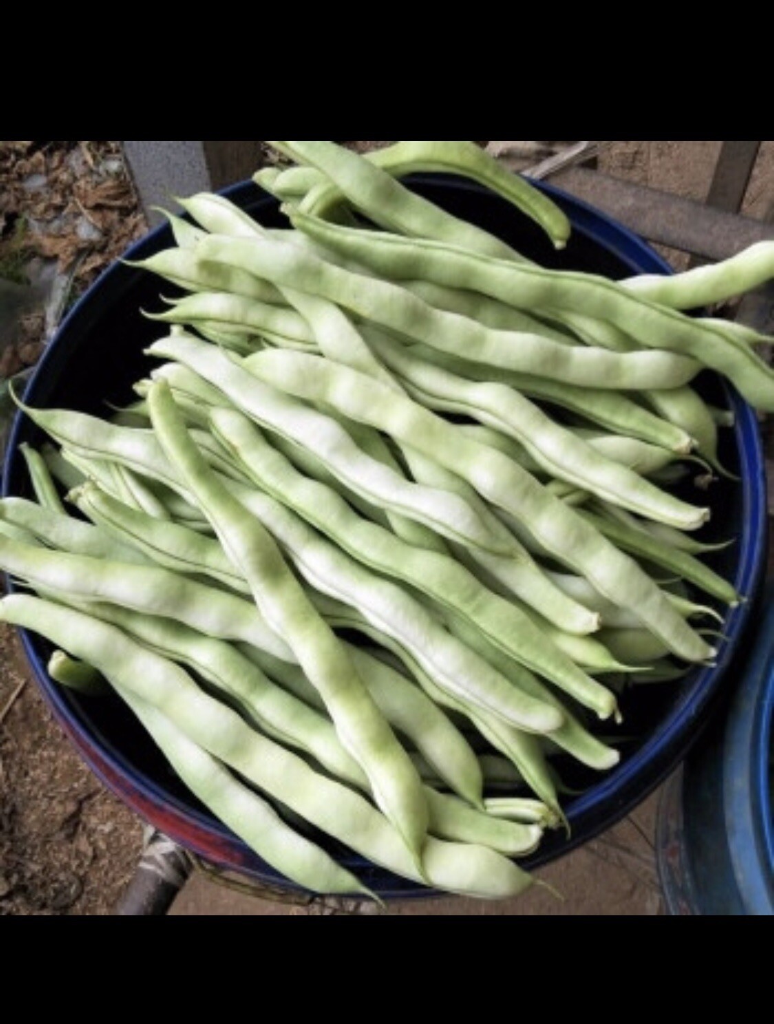 30 BAI BU LAO Chinese Romano Pole Bean Seeds 九粒白 白不老 架芸豆 USA FreeShip