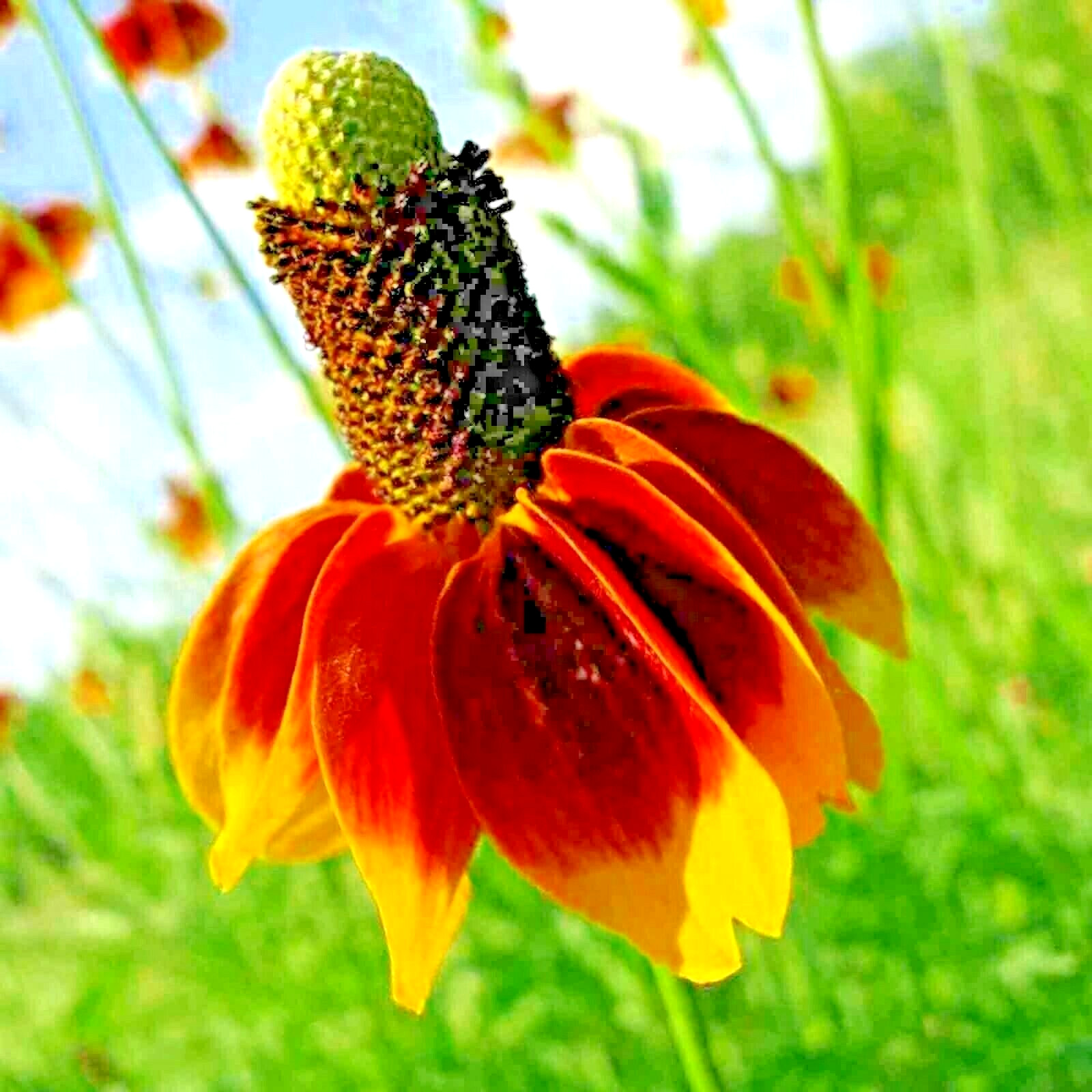 200+ MEXICAN HAT SEEDS SPRING PERENNIAL RARE DROUGHT TOLERANT DEER REPELLENT USA