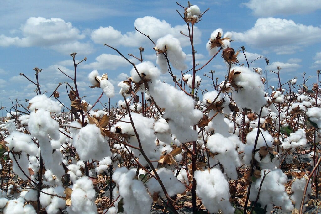 White Cotton Seeds Gossypium Non-GMO, with Tracking