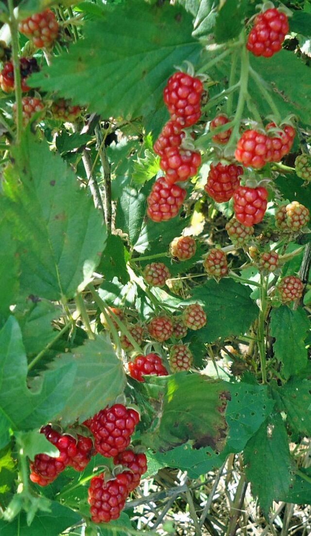 Rubus idaeus | Red Raspberry | 100 Seeds