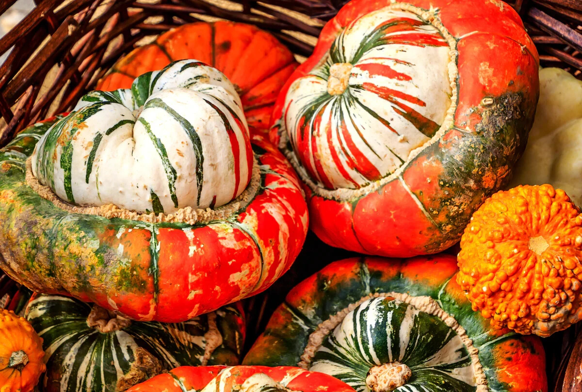 Turk’s Turban Gourd Seeds, NON-GMO, Giraumon Turban, Ornamental, FREE SHIPPING