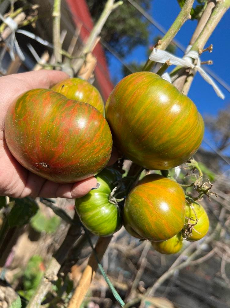 10 seeds Dwarf Peppermint Stripes Tomato ORGANIC Rare DTP
