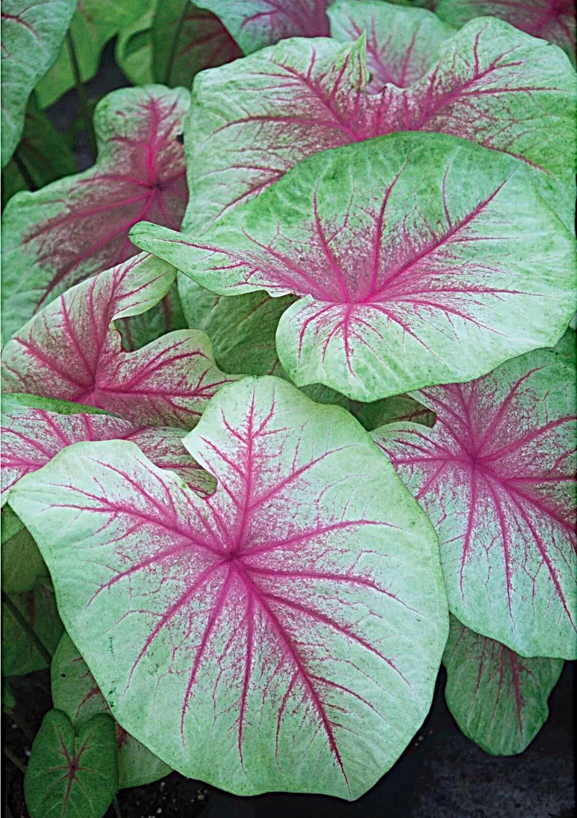 Caladium ‘Mint Julep’ Size #2(2 bulbs) **You get 2bulbs