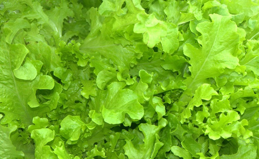 Salad Bowl Lettuce Seeds 600+ Vegetable Garden Heirloom NON-GMO US FREE SHIPPING