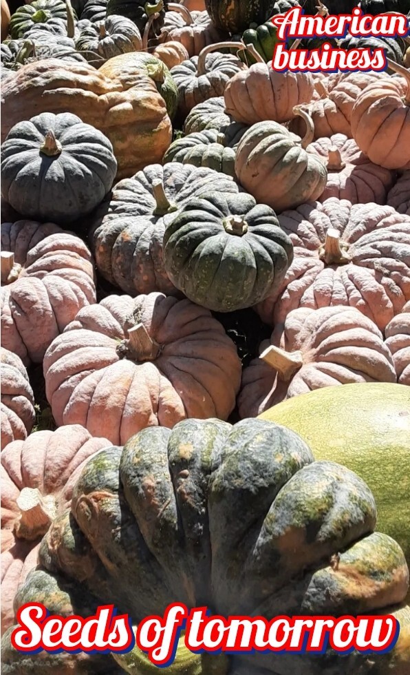 50 Organic Non-GMO Japanese Chirimen winter squash seeds- Seeds of Tomorrow