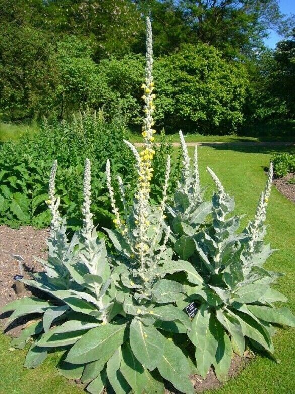 2500+ Organic Woolly Mullein Seeds ~Verbascum thapsus~ *Free US Shipping*