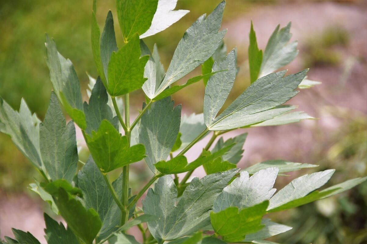 Lovage, Levisticum officinale, Maggi Herb, NON-GMO, Variety Sizes, FREE SHIPPING