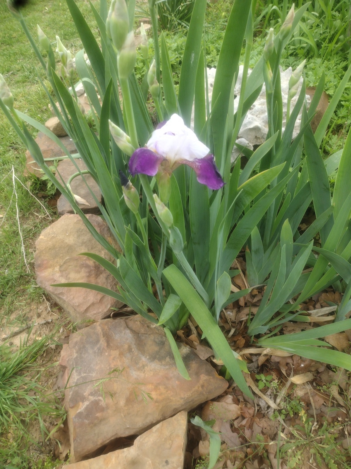 5 Fresh Bearded Iris Rhizomes Mixed Varieties