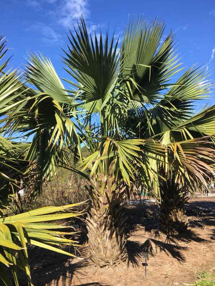 Sabal minor var. louisiana Seeds! Cold-Hardy, Trunking Palm Tree!