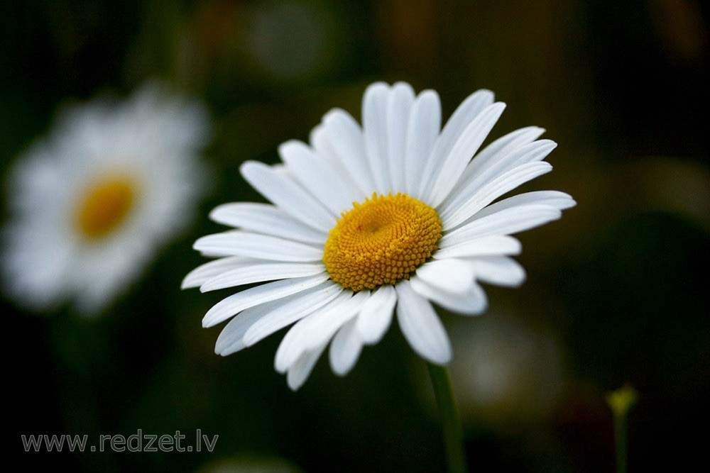 Ox Eye Daisy Chrysanthemum Leucanthemum Heirloom Seed Non-GMO 500 Seeds