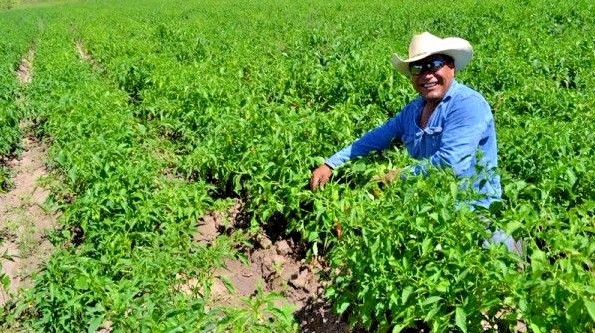 Purple Jalapeno hot chili pepper seeds non-gmo heirloom open pollinated