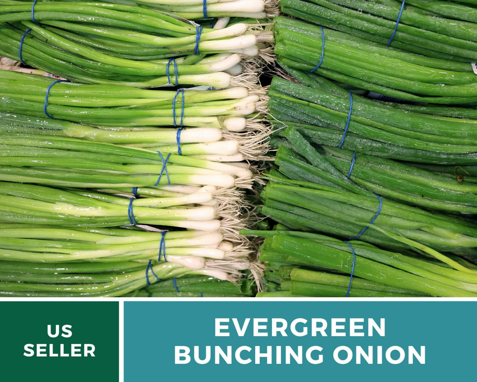Onion, Evergreen Bunching Scallions – Heirloom Seeds – Heirloom – Non GMO