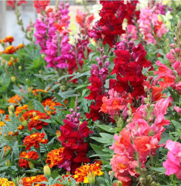 Snapdragon PASSION RED MIX Easy Grow Cut Flower Garden Non-GMO 1000 Seeds