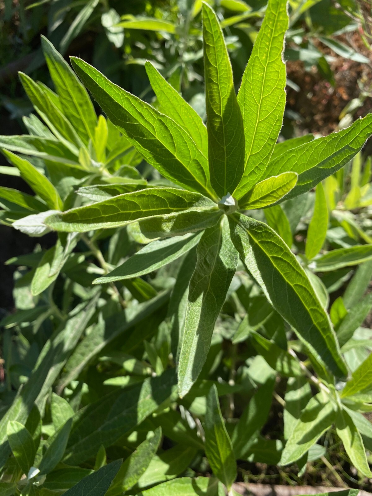 California Mugwort Seeds