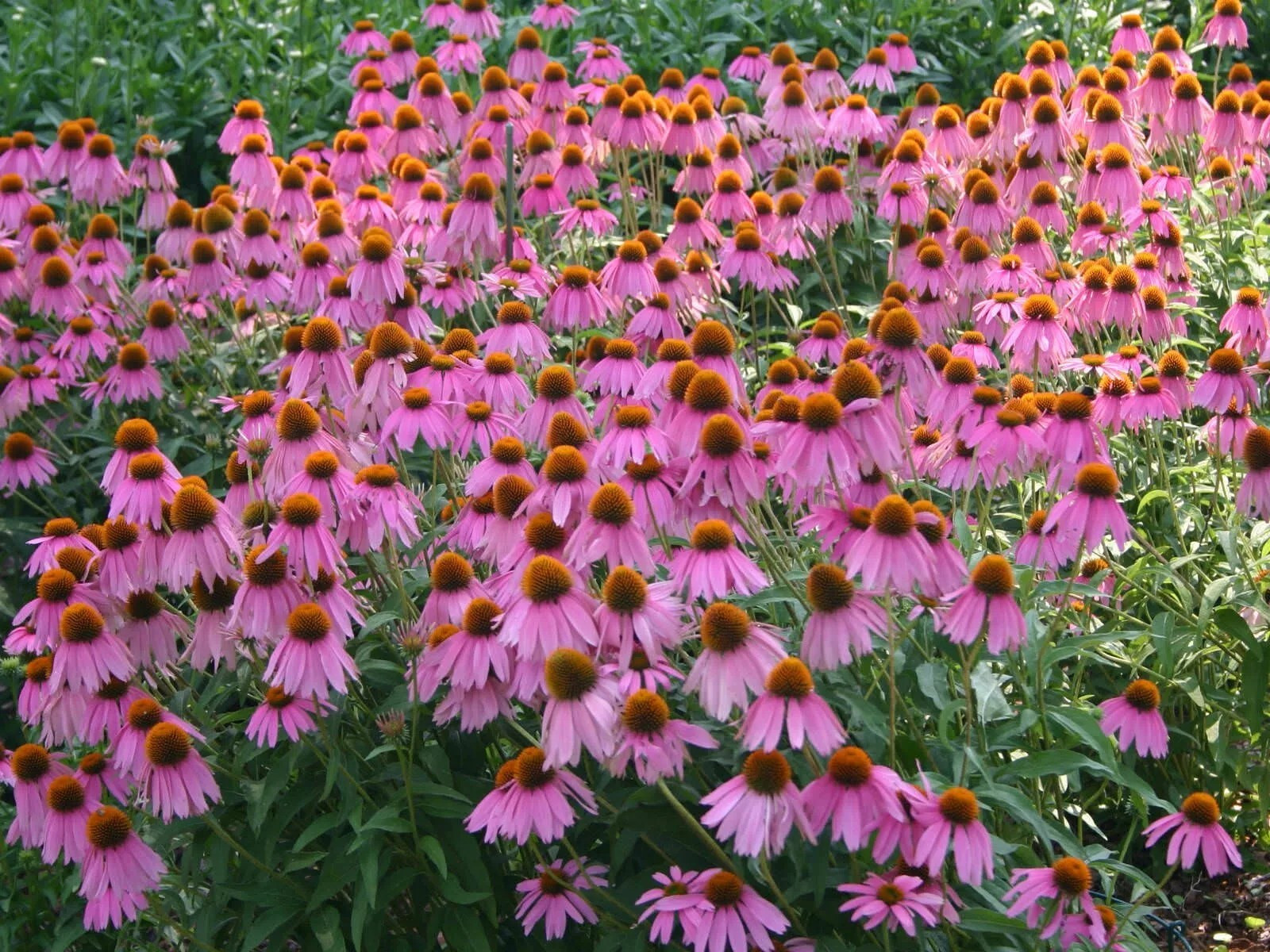 1000+ Purple Coneflower Seeds – Echinacea – PERENNIAL – WILDFLOWER