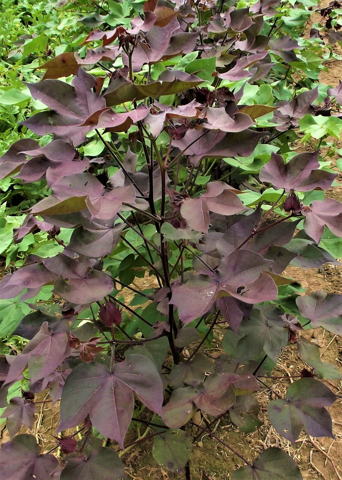 10 Cotton Seed Extremely Rare, Burgundy Leaf, GREEN LINT Heirloom Ornamental
