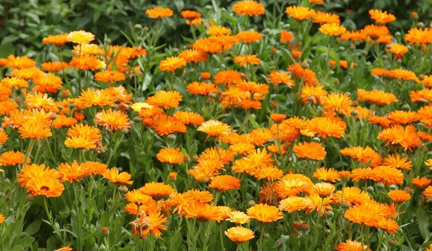 Medicinal Calendula (Calendula officinalis) 50 seeds, organic, DEER RESISTANT!