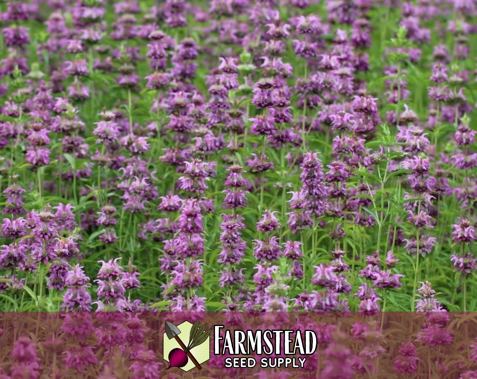 3,500+ Lemon Bee Balm Seeds | Flower & Herb Seed, Monarda citriodora, Lemon Mint