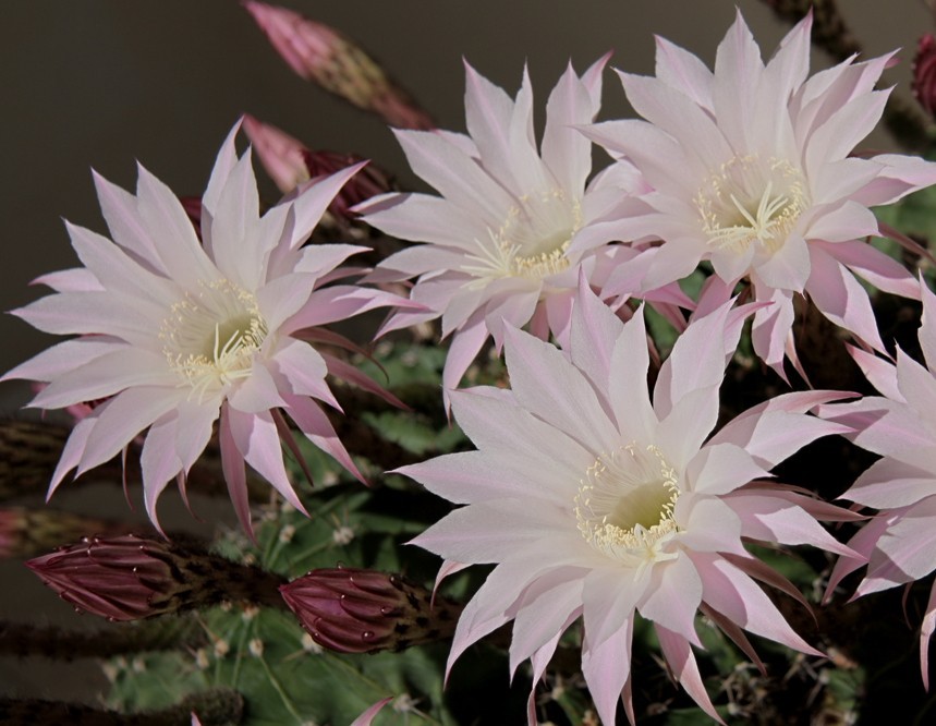 Echinopsis oxygona