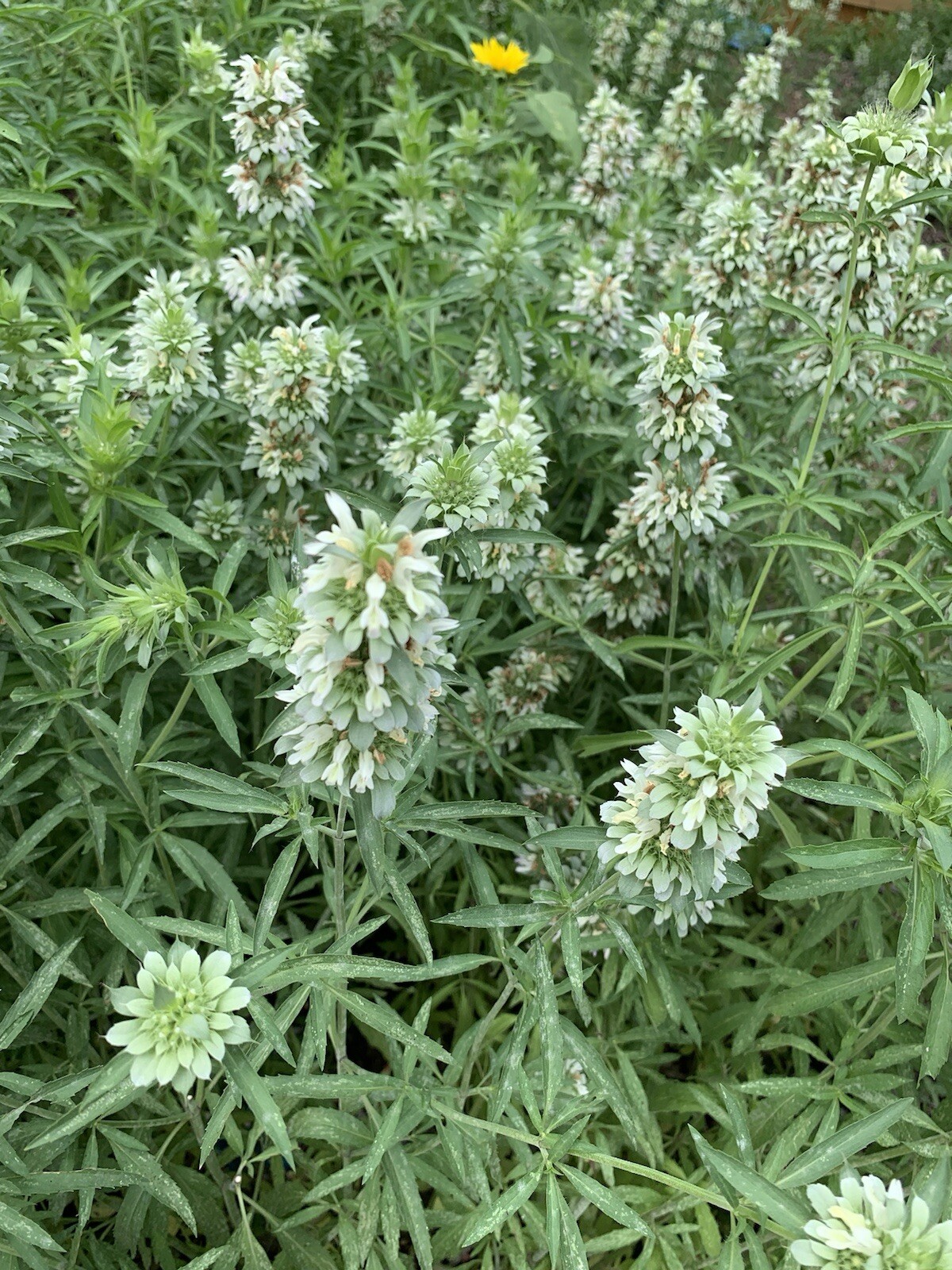 Lemon Beebalm Seeds. 100 plus seeds. Lemon Mint/Horsemint