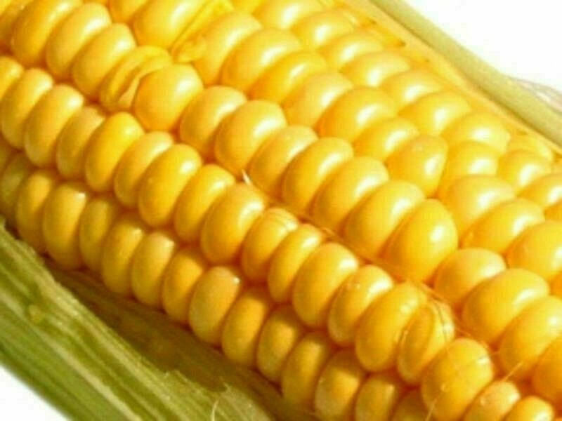 Sweet Corn Seeds Golden Bantam 100 Organic Yellow Seed Heirloom Garden NON-GMO