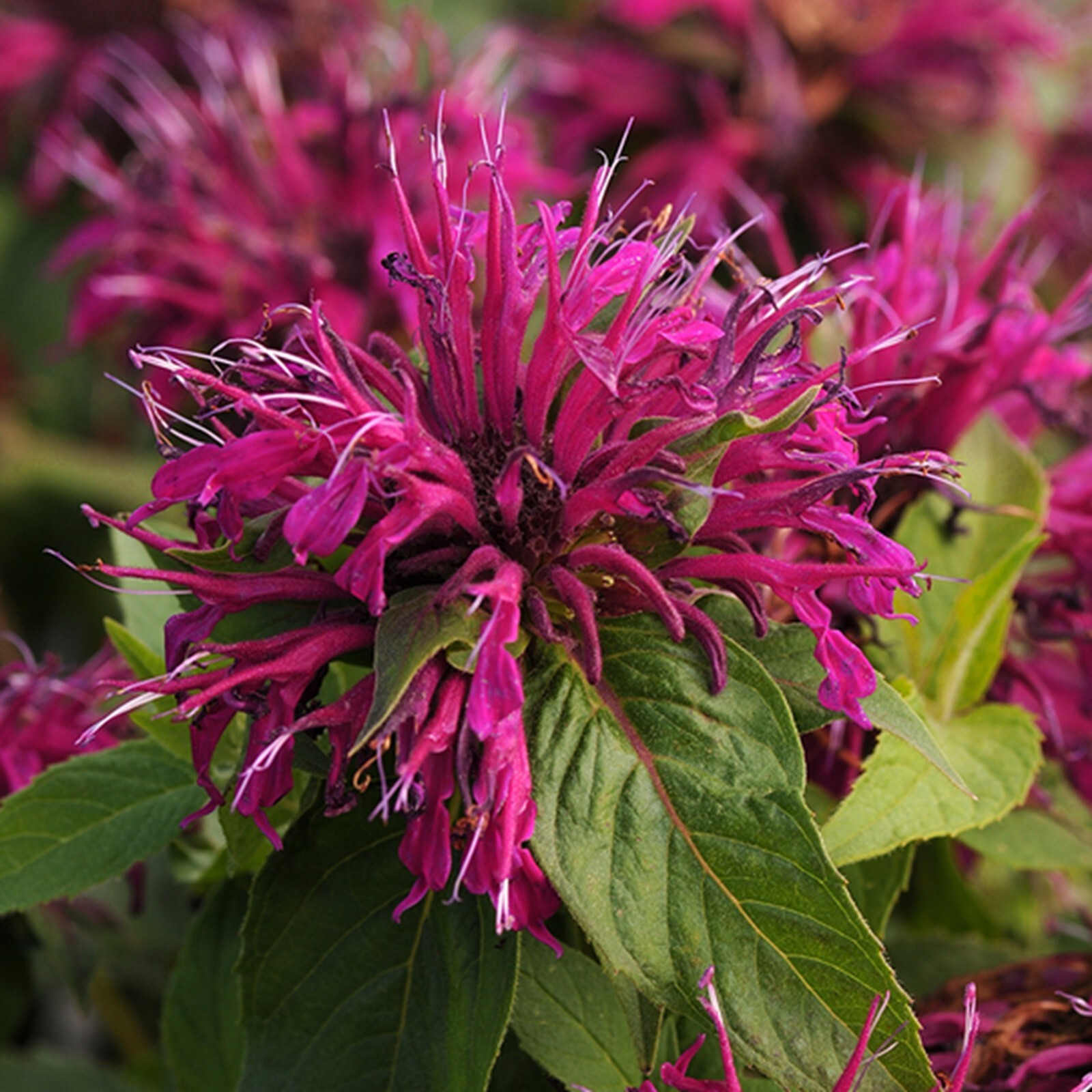 100 Mulberry Bee Balm Seeds Flowers Seed Butterflies Bees Hummingbird US SELL