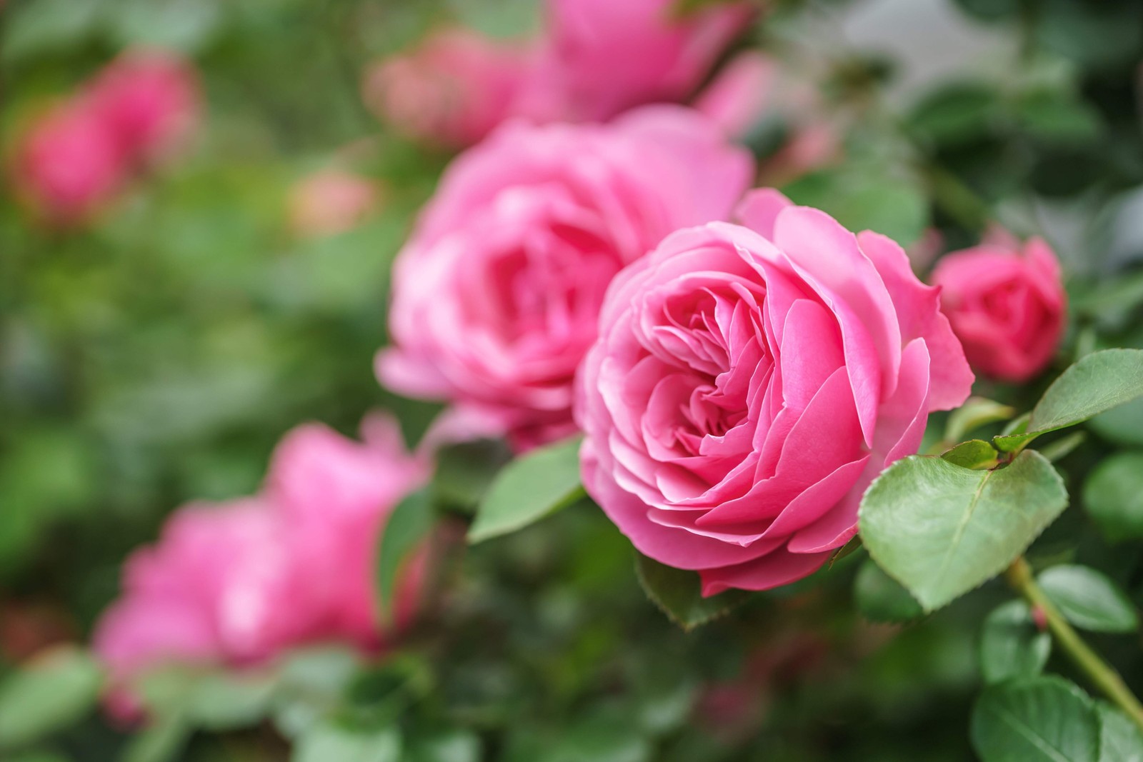 5 PINK ROSE Rosa Bush Shrub Perennial Flower Seeds *Flat S/H