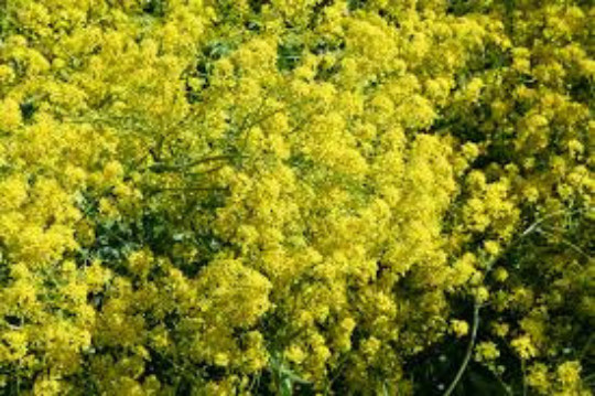 WOAD SEEDS, 100, Chinese Woad, Da qing; Qing dai, Isatis indigotica, Medicinal