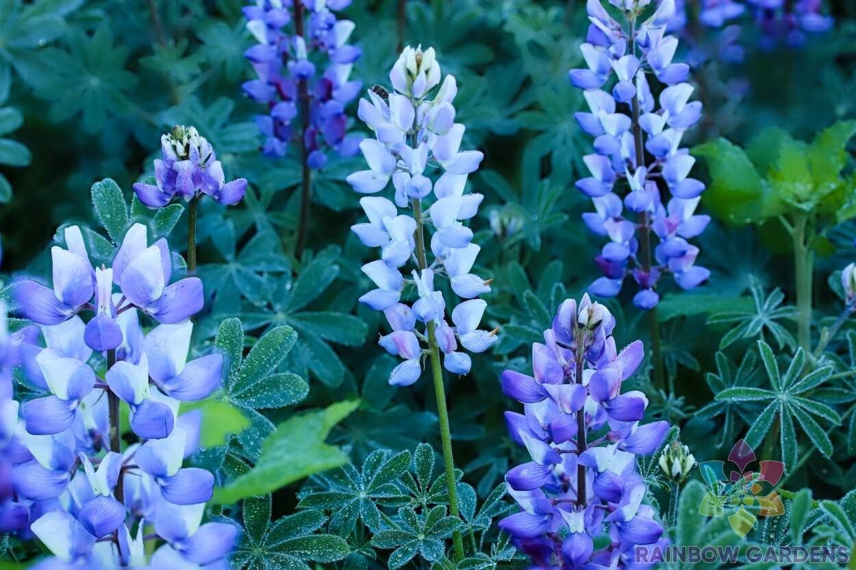 25+ Perennial Teal Lupine Seeds for Garden Planting – USA – FREE SHIPPING!