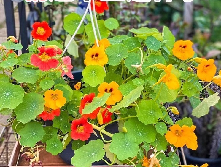 20+Tall Nasturtium Seeds Mix(Tropaeolum majus) Edible Garden Flowers USA