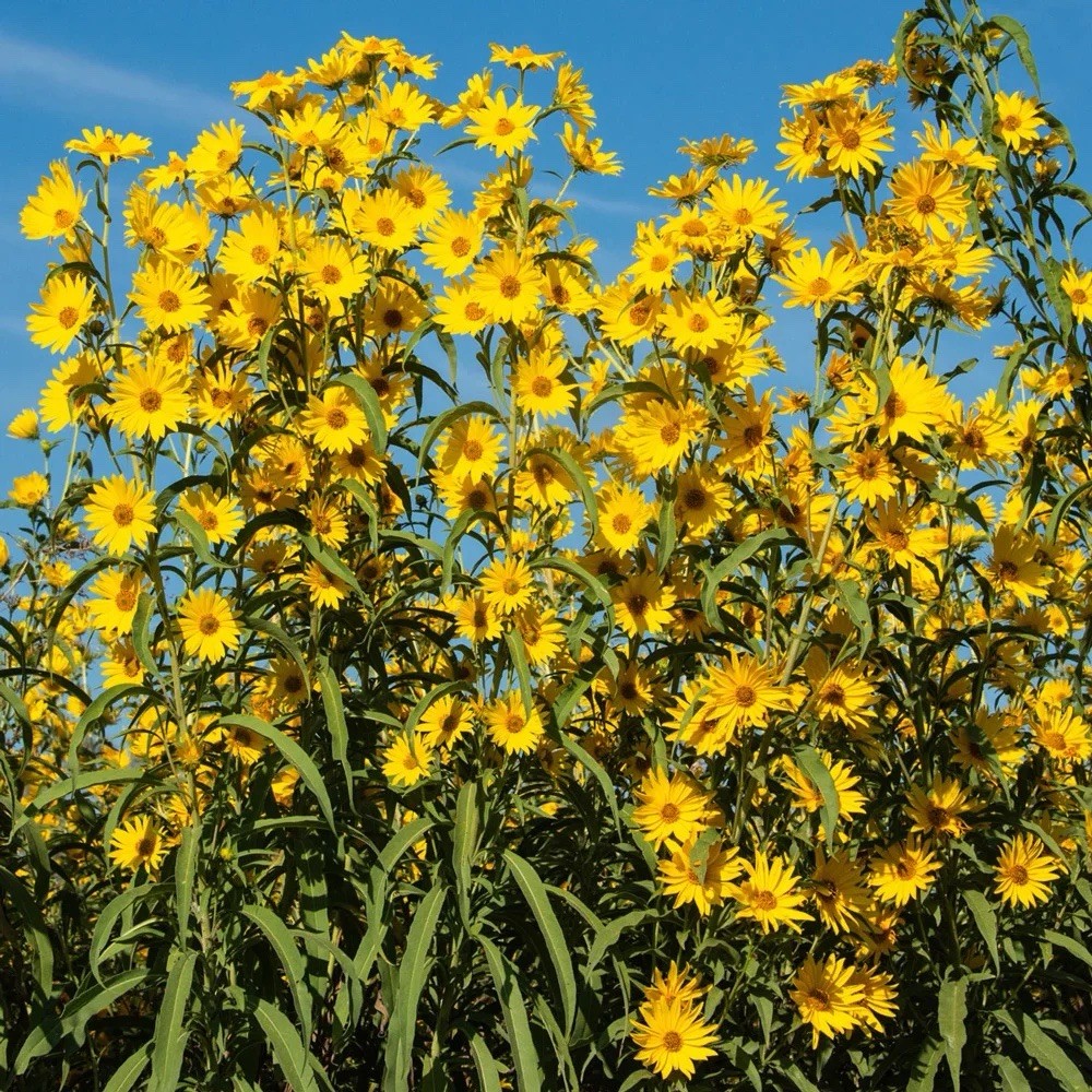 500+ MAXIMILIAN’S SUNFLOWER SEEDS (Helianthus maximiliani) | 500 Seeds – USA
