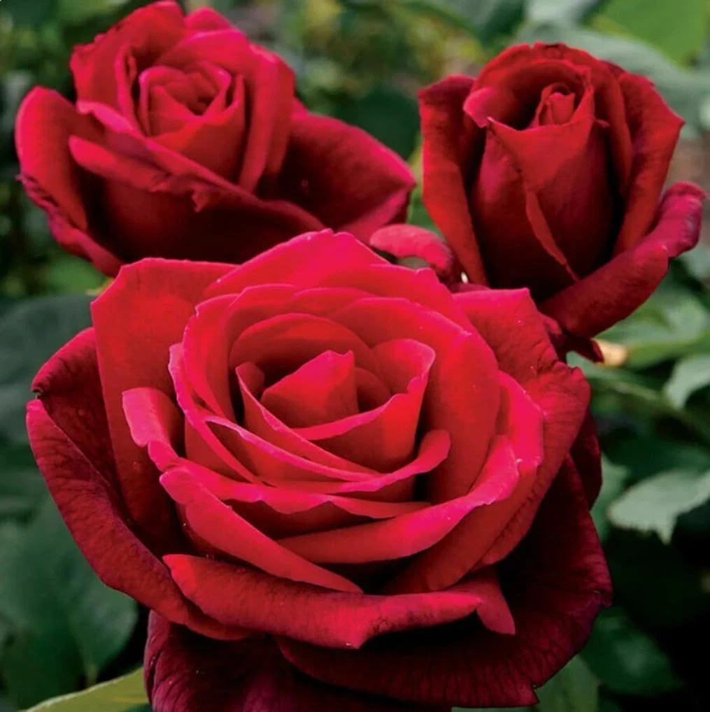 100PCS Double Red Rose Seeds Hybrid Rose Garden Flowering Bush Seeds Heirloom