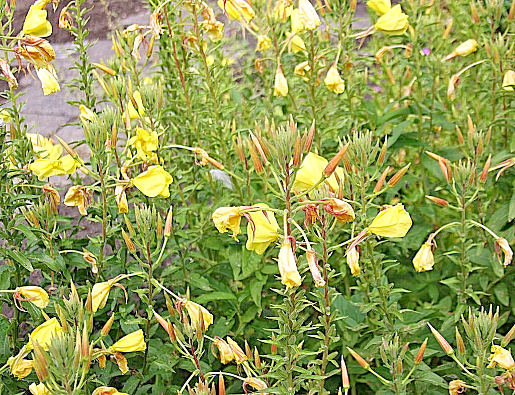 EVENING PRIMROSE 519 SEEDS LARGE YELLOW FLOWERS, OENOTHERA BIENNIS, BULK SEEDS