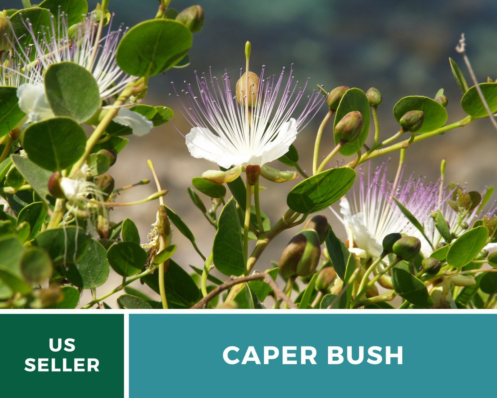 Capers (Caper Bush) – Heirloom Seeds – Culinary and Medicinal Plant (Capparis sp