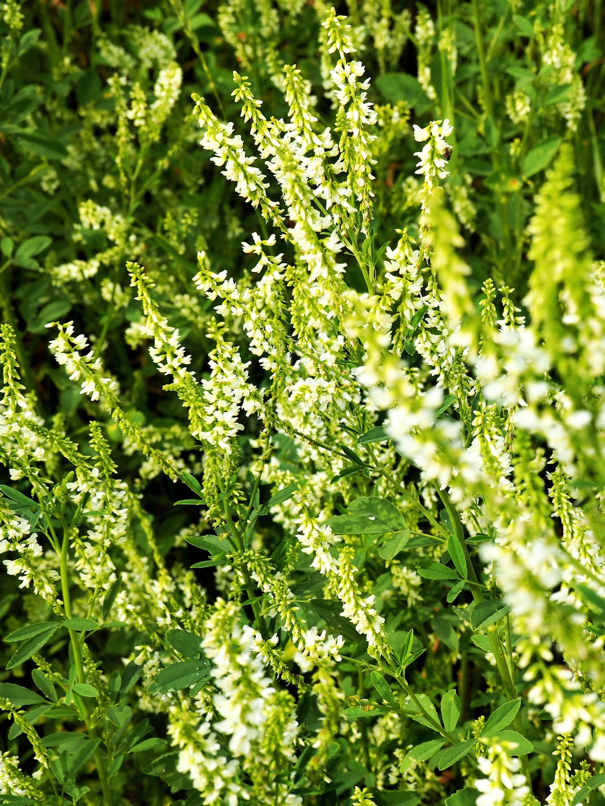 1500 WHITE Blossom SWEET CLOVER Melilotus Alba Albus Honey Clover Flower Seeds