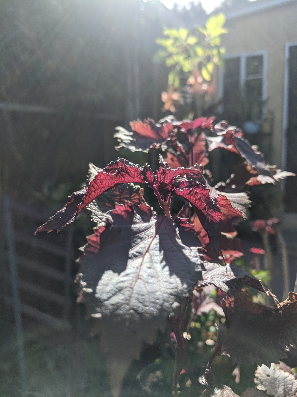 Purple Basil Perilla (100+ Seeds) Shiso Red Mint – 2023 Harvest Grown In The USA