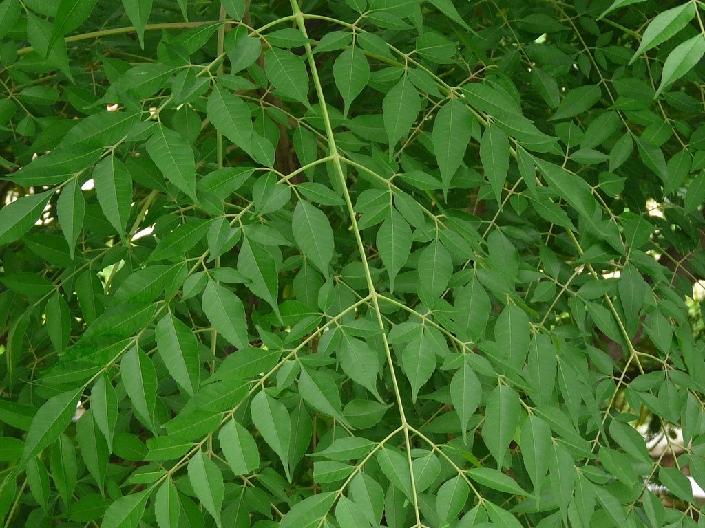 Chinaberry, Melia azedarach, Tree Seeds