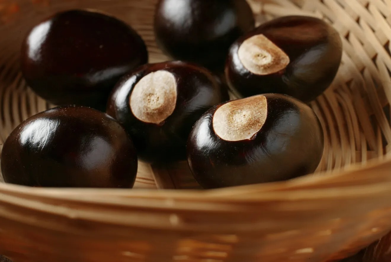 Premium Buckeye Nuts–Dollar-Sized or Larger! (Sold in Groups of 10)