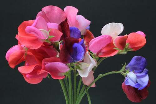 GARDEN SEED VARIETY PACK-5 VEGETABLE TYPES/4 FLOWER TYPES-SEE LISTING-SHIPS FREE