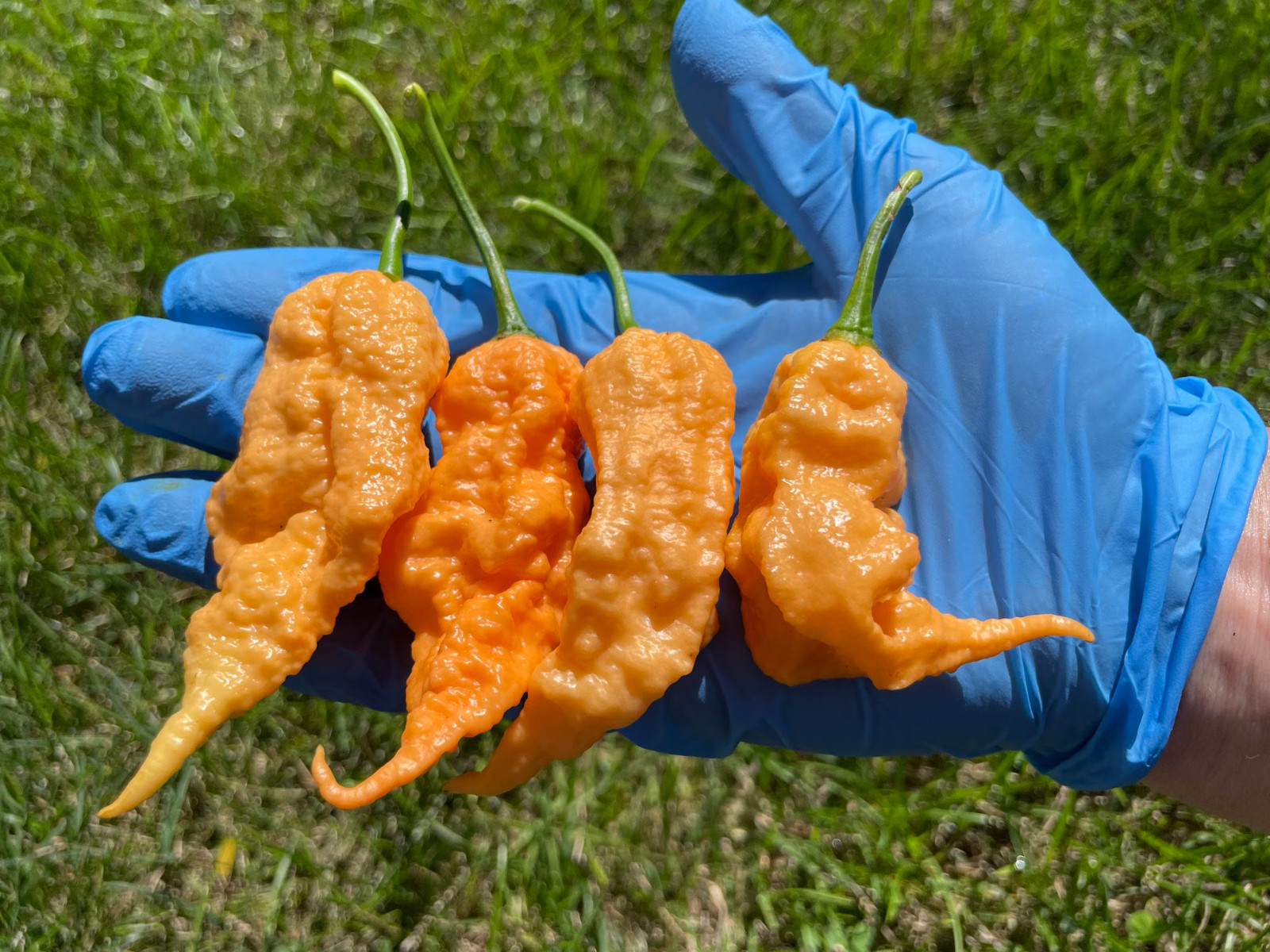 Jay’s Peach Ghost Scorpion Premium Pepper Seed Pack