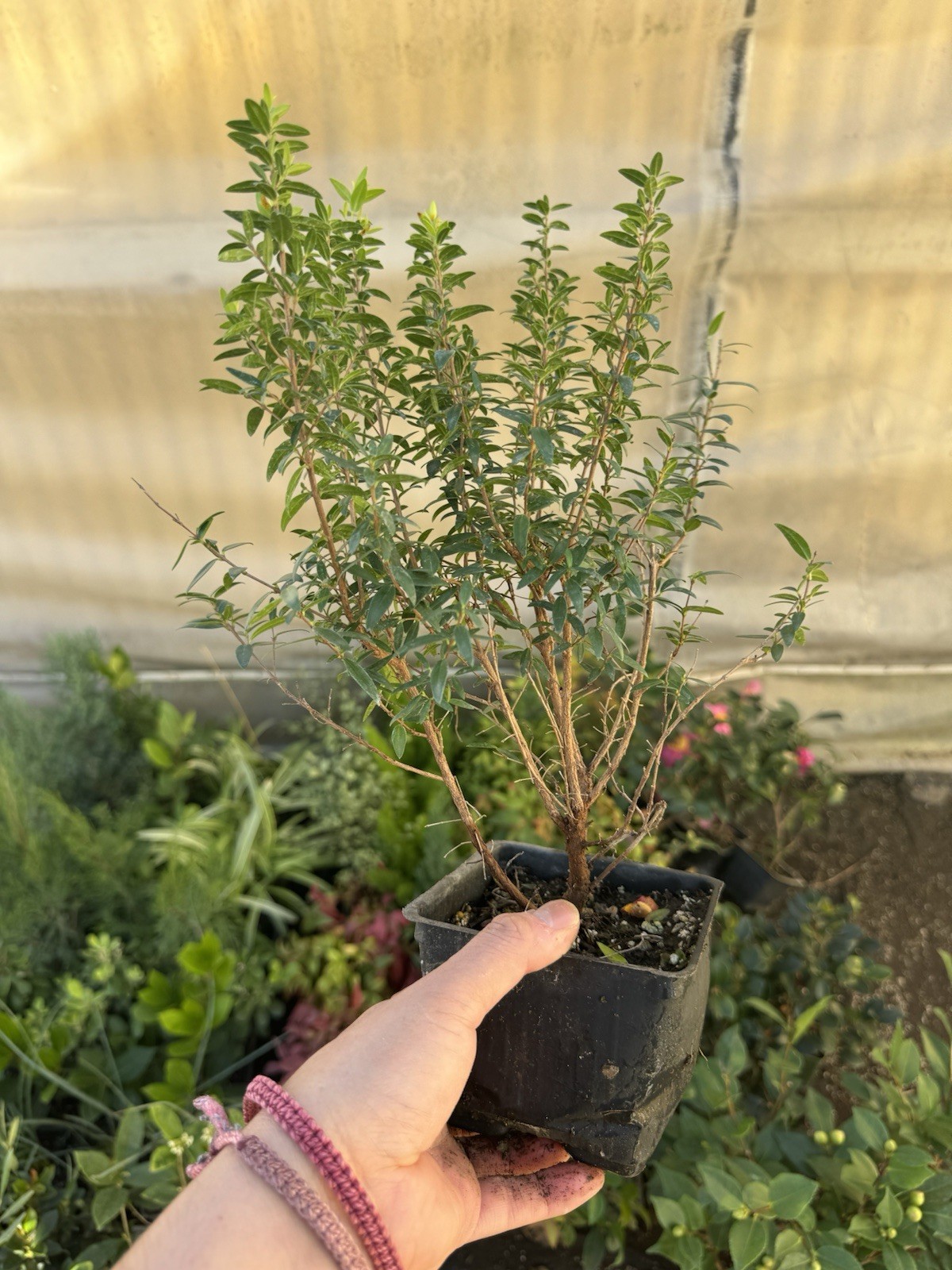 🌿 Myrtus communis ‘Compacta’ — Dwarf Myrtle Evergreen Shrub Live Plant 🌿