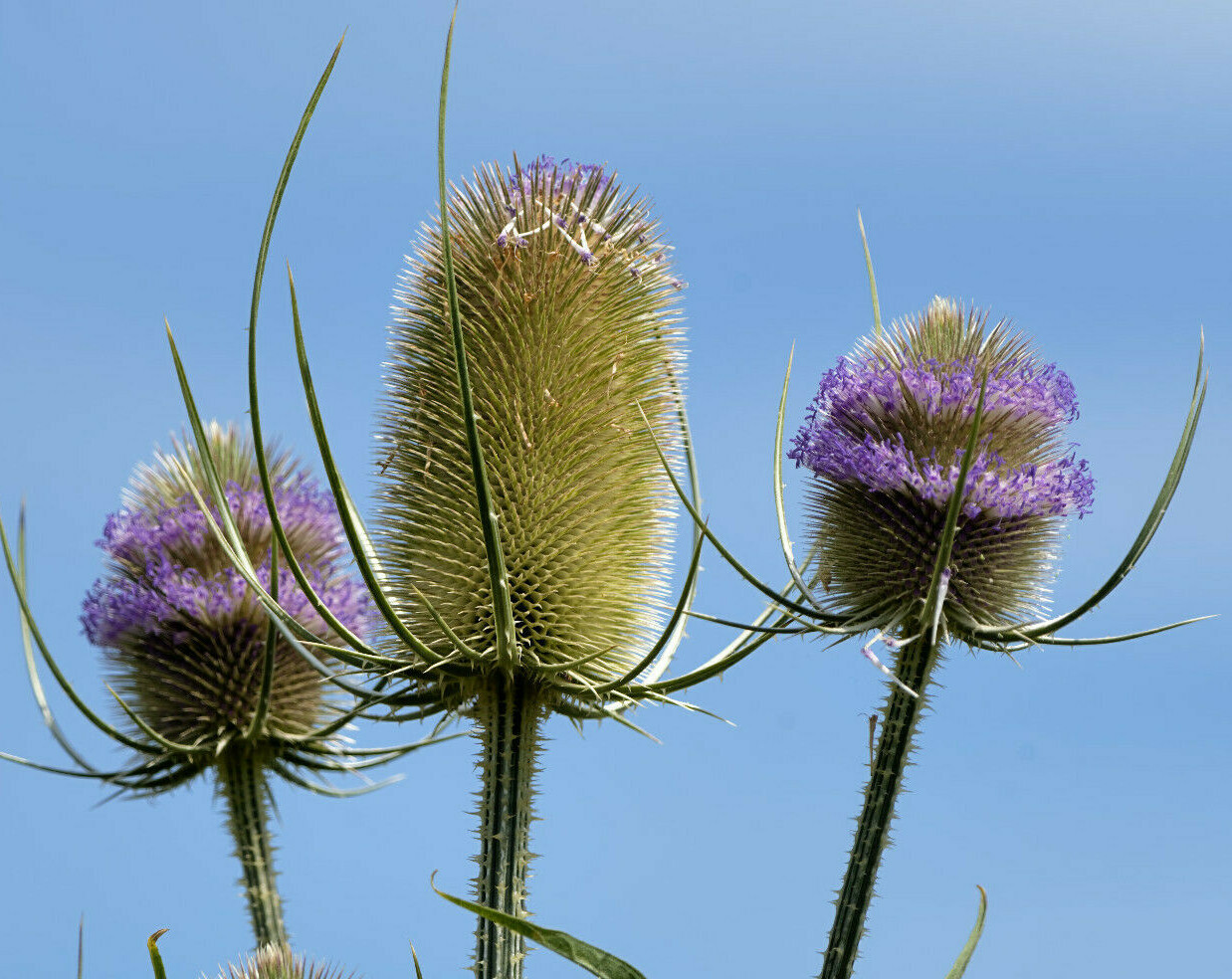 PURPLE TEASEL 100 SEEDS, DIPSACUS FULLONUM, USA SELLER