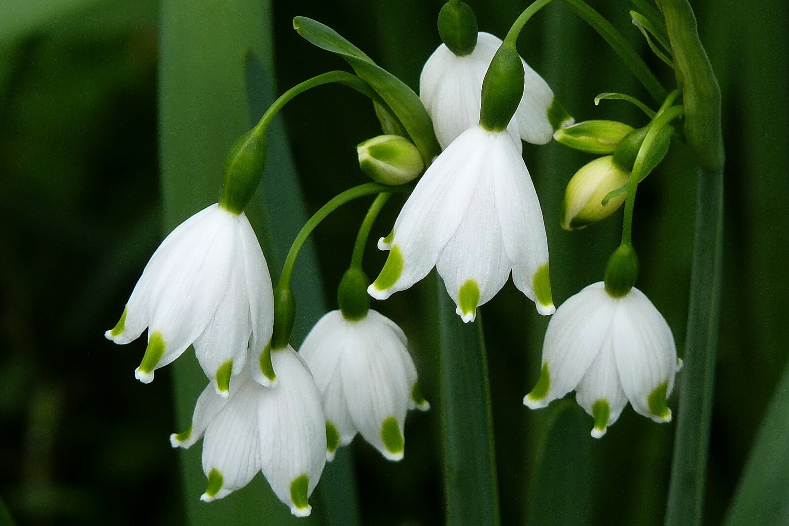 GIANT FLOWERING SNOWDROPS-GALANTHUS Flower Bulb Pretty Flowers, Check Our Store