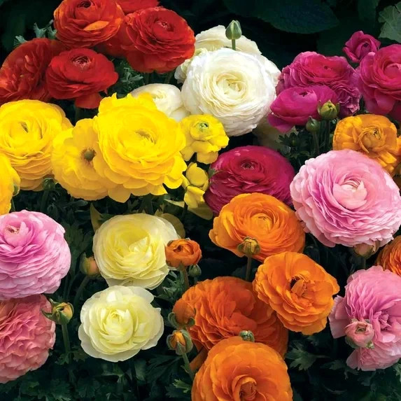 Ranunculus Flower Bulbs 12 Mix Colors Corms Peony Rose Buttercup Spring Flowers