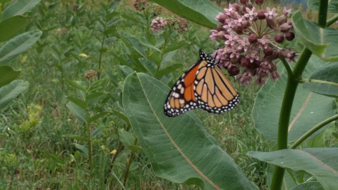 10 oz (31k+) Common Milkweed Seeds (Asclepias syriaca), Organically Grown in PA