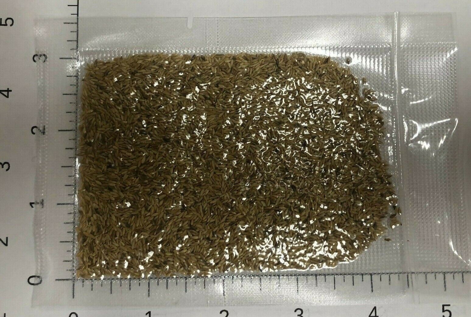 Zenith Zoysia Grass 5000 seeds starter kit