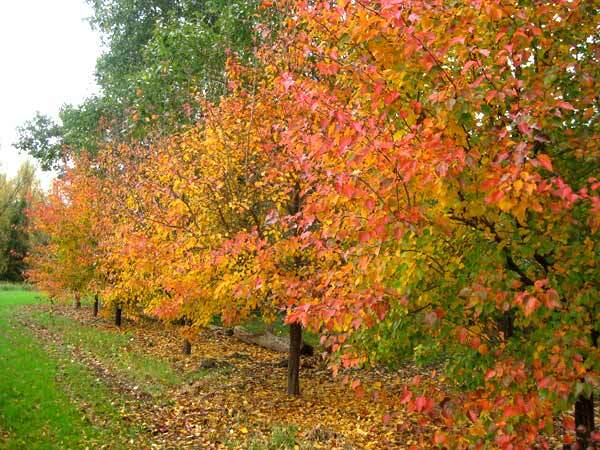 Chinese Pear, (Ussurian Pear), Pyrus ussuriensis